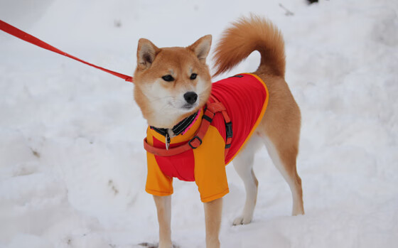 欧冠淘汰赛之夜，乔治的完美交响曲